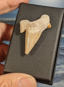 Otodus Obliquus Shark Tooth. Large 45mm . As Shown. In Display Gift Box. - Foto 1 di 8