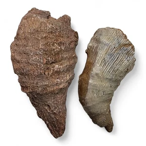 Horn Coral Fossilized Specimens Lake Michigan 108.1 grams. 2 Piece Lot - Picture 1 of 2