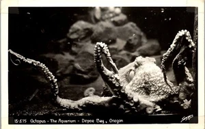Vintage RPPC Photo Postcard Giant Octopus Aquarium Depoe Bay Oregon OR Pacific  - Picture 1 of 3