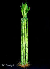 Betterdecor Lucky Bamboo 10 Stalks of 24 Inches Straight Indoor Live Houseplant