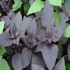 Basilico Scuro Opale 200 Semi Verdura