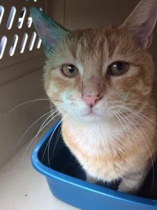 SPONSOR FIND STOLEN CAT ODIN A FERAL CAT REC COLOR RESCUE PHOTO Non-profit ResQ - Picture 1 of 5