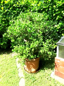großer Geldbaum/Pfennigbaum Crassula gesund & kräftig Höhe 140 cm im Pflanztopf - Bild 1 von 20