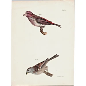 Original Antique 1844 Hand-Colored Lithograph of Birds J.W. Hill Illustrator - Picture 1 of 3