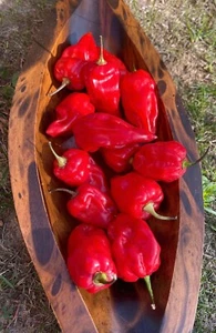 15 Habanero Antillais Carribbean Chili Samen grosse ergibige sehr scharf 10+ - Bild 1 von 1