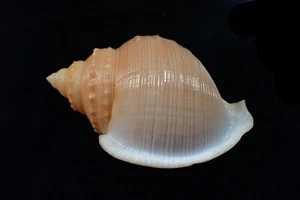 sea shells -cassis alcocki rare ang big size from deep water gem quality 97-m.m - Picture 1 of 3