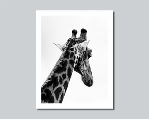 GIRAFFE Photo Picture AFRICA SAVANNAH - 8x10 11x14 16x20 w/Framed Option (W1) - Picture 1 of 12