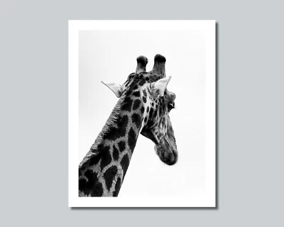 GIRAFFE Photo Picture AFRICA SAVANNAH - 8x10 11x14 16x20 w/Framed Option (W1) - Image 1 of 4
