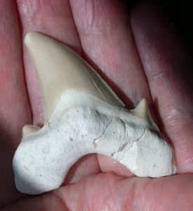 Large Extinct Otodus Fossil Shark Tooth Megalodon Ancestor 1.85 Inches - Picture 1 of 10