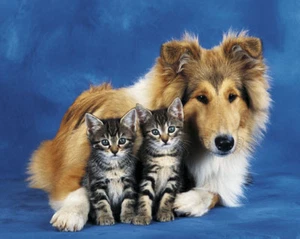 PÓSTER ANIMAL Friends Forever perro y gatitos 16x20 - Imagen 1 de 1