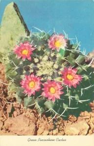 Postcard Queen Pincushion Cactus - Picture 1 of 2