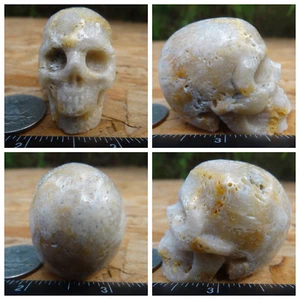 1.9" Coral Fossil Skull Carved Stone 73.7g 2.6oz Crystal Healing Realistic - Picture 1 of 12