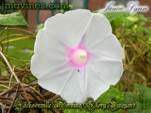 Jamie Lynn Ipomoea Purpurea Morning Glory 10 Qty - Picture 1 of 6