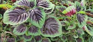 2000+ Purple Amaranth Seeds / Edible / Rau Dền Tía for 2025 season. US Seller - Picture 1 of 3