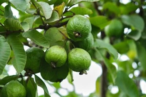 50 Guava Seeds Fruit Psidium Tree Guajava Rare Plant White Edible Organic - Picture 1 of 7