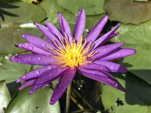 Detective Erika Purple Flower Winter Hardy Waterlily Aquatic Pond Plant - Picture 1 of 6