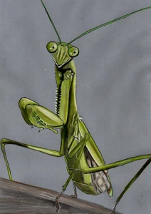 Original coloured pencil artwork Art picture Beautiful Praying Mantis Insect - Picture 1 of 3
