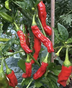 Shishito Chilli Pepper Seeds - Japanese Pepper Seeds - Limited Stock - Picture 1 of 1