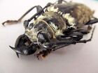 Acanthophorus maculatus 70-90 mm HUGE PICK SIZE Taxidermy REAL Insect Beetle