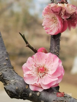 Japanese Plum bossom Bonsai Tree GongfenTaige 宫粉台阁梅提根老桩12Years - Image 1 of 4