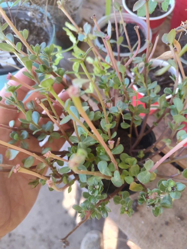 Live Purslane Plant - Rooted Purslane - Free Shipping! - Image 1 of 1