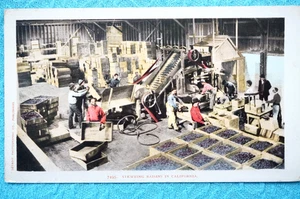 Stemming Raisins in California - Bild 1 von 2