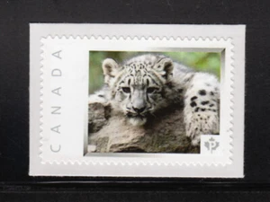BEBÉ TIGRE BLANCO = gato salvaje = Estampilla de correo con foto montada Canadá 2013 [p4w6/6] - Imagen 1 de 2