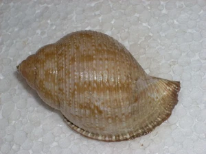 EUDOLIUM CROSSEANUM MONSTER - Foto 1 di 2