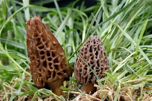 Mycélium de Morille Conique - Kit de culture champignons - Imagen 1 de 5