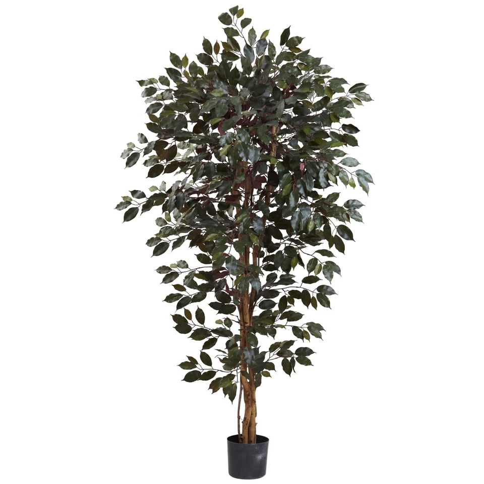 Árbol de ficus Capensia 6’ X 3 con 1008 Lvs Foto 1 de 1