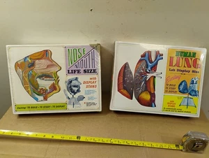 60er Jahre Vintage Pyro Nase/Mund lebensgroß Kunststoff Modell mit Ständer S374-300 Neu aus altem Lagerbestand! - Bild 1 von 22