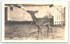 Postal RPPC Stanwood Park Farmington Maine biberón alimentando a un cervatillo - Imagen 1 de 3