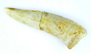 Enchodus dinosauro fossile dente di pesce età 5,51 grammi - Foto 1 di 3