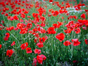 500.000 Samen Klatschmohn PAPAVER RHOEAS Mohnwiese Mohnblumen Rot Mohn POPPY - Bild 1 von 3