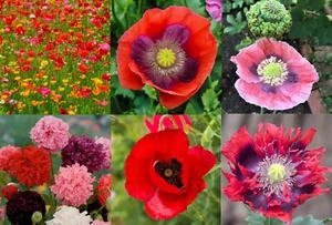 Landscaper's Pack THE ULTIMATE POPPY MIX w/ Breadseed Papaver Non-GMO 5000 Seeds - Picture 1 of 16