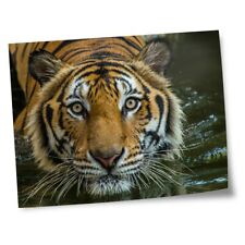 8x10" Prints(No frames) - Bengal Tiger Swimming Wild Cat  #44265