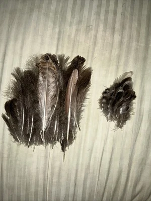 50+ Natural Peacock Feathers Uncut - Image 1 of 4