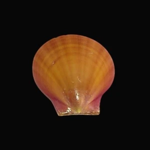 Rare Amusium Obliteratum Linne Sunset Shell Specimen Collectible GEM - Picture 1 of 6