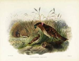Pl n. 30 Chlamydodera Maculata Birds of Paradise di Daniel Elliot Giclée Repro - Foto 1 di 2