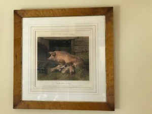 Antique 19th century etching J F Herring Senior pig sow piglets maple frame - Picture 1 of 8