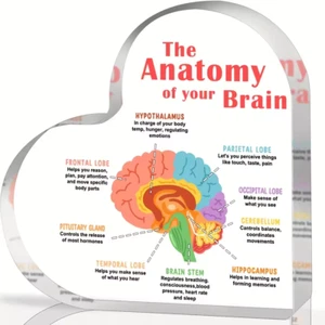 "The Anatomy of Your Brain" - Acrylic Plaque Psychology Sign Mental Health Gift - Picture 1 of 3