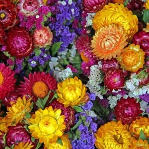 EVERLASTING DAISY Mixed 250 Seeds STRAWFLOWER helichrysum flower garden - Picture 1 of 3