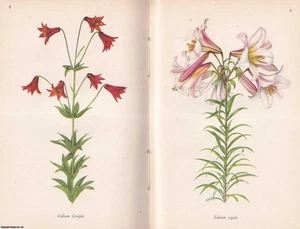 A BOOK OF LILLIES, BY FRED STOKER. KING PENGUIN BOOKS K14. 1943 - Picture 1 of 2