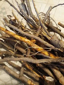 NC Sassafras Roots . Fresh dug 1 pound Rootbeer Potpourri Free shipping - Picture 1 of 3
