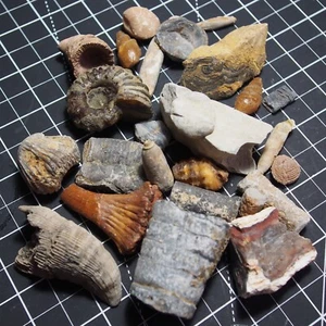 400g Mix fossils Ammonite Teeth Shark Gastropods lot Bivalve Wood Crinoide 16 - Picture 1 of 4