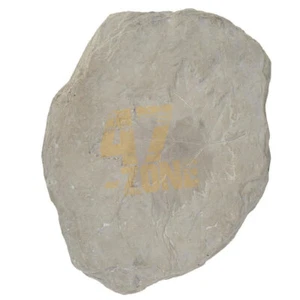 Zementblatt Fossil Akzent grau Outdoor Garten Terrasse Tischplatte Display Dekor - Bild 1 von 1