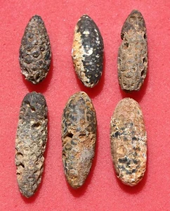 SIX Petrified Pine Cones, with seeds, from Western Sahara (Morocco) - Picture 1 of 1