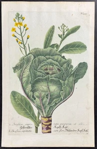 Weinmann - Col. Grabado mezzotint 259 - 1737 - Imagen 1 de 1