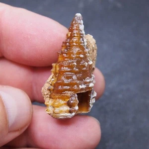 46 mm Gastropode transparent Fossil Chalcedon Mineral Achat Jura 2 - Bild 1 von 10