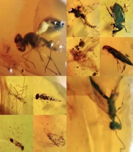 10 x Pieces Burmese Amber With Insect 100 Million Years Old Burmite - Picture 1 of 6